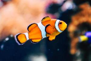 2016欧洲杯决赛dj版，激情四射，音乐与足球的完美融合16欧洲杯决赛dj版